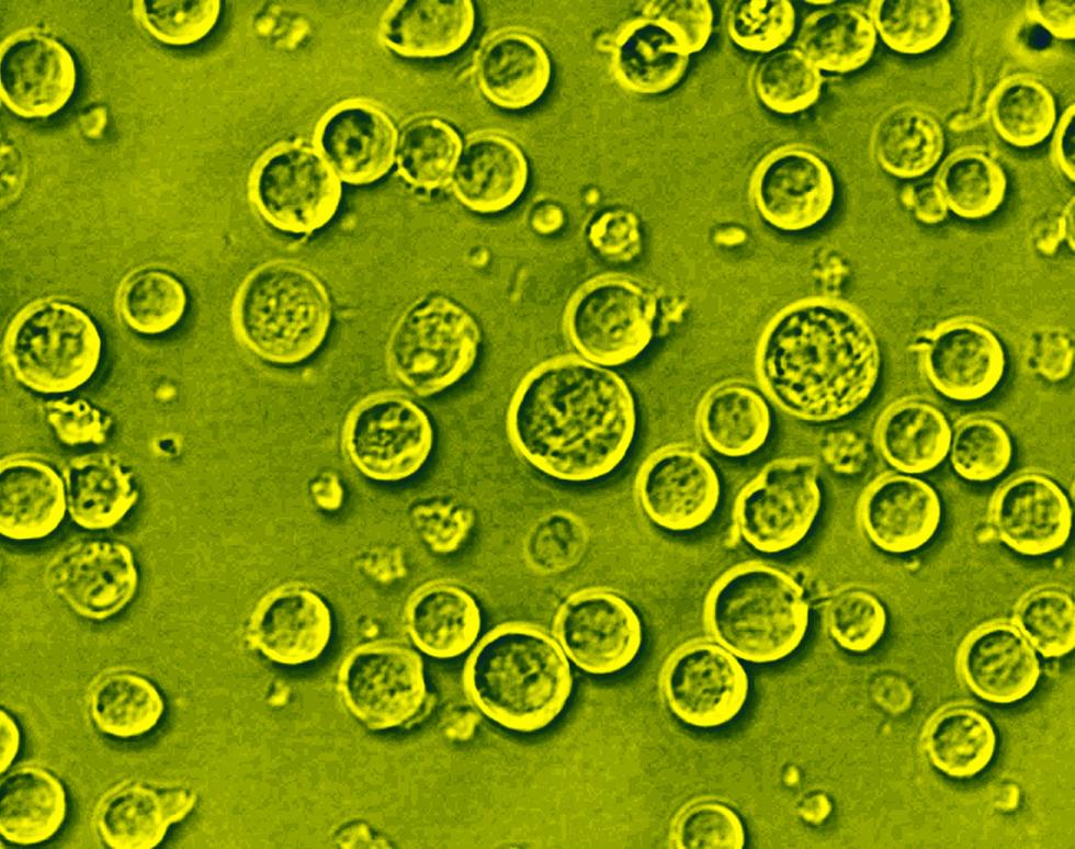 Milky Way - Sahan Wijayaweera